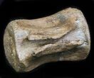 Thescelosaurus Caudal Vertebrae - Montana #34645-2